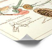 1881 Kikkerbiologie Anatomie Print (Hoek)