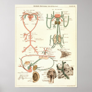  1881 Kikkerbiologie Anatomie Print