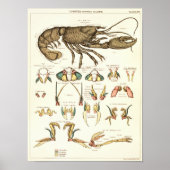 1881 Lobster Biology Anatomy Print (Voorkant)