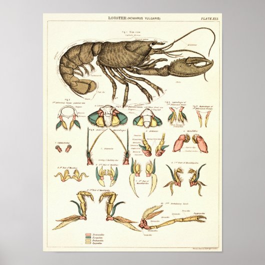 1881 Lobster Biology Anatomy Print (Voorkant)
