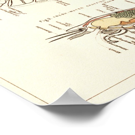  1881 Lobster Biology Anatomy Print (Hoek)