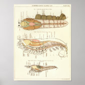  1881 Lobster Biology Anatomy Print (Voorkant)