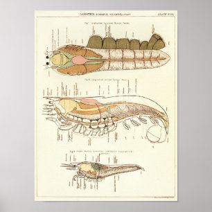  1881 Lobster Biology Anatomy Print