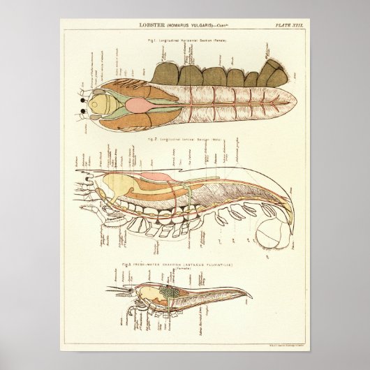  1881 Lobster Biology Anatomy Print (Voorkant)