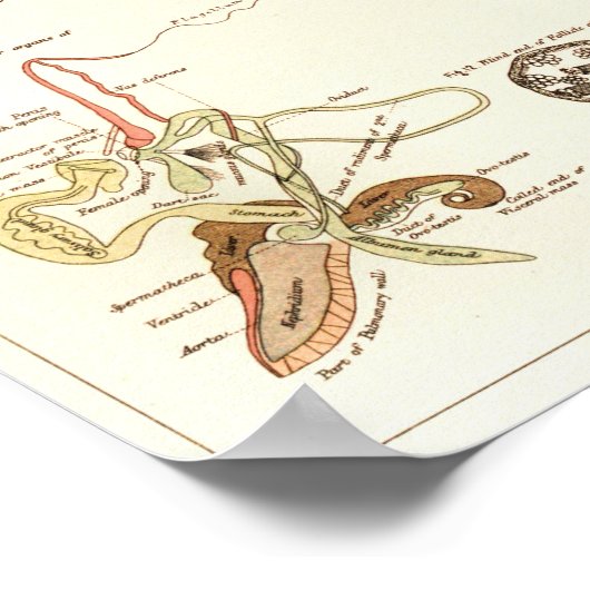  1881 Snagelbiologie Anatomy Print (Hoek)
