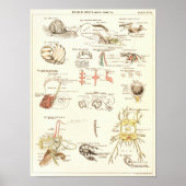  1881 Snagelbiologie Anatomy Print (Voorkant)