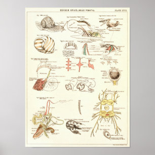  1881 Snagelbiologie Anatomy Print