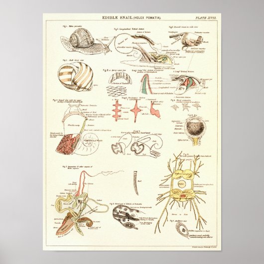  1881 Snagelbiologie Anatomy Print (Voorkant)