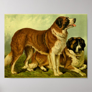1881 vintage St. Bernards Druk Poster