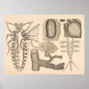 1882 Ademhalingsorganen Lagere Dieren Poster