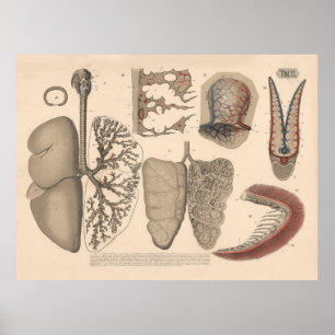 1882 Ademhalingsorganen Zoogdieren Kunst Poster