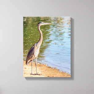 1884 - Grote blauwe reiger Canvas Afdruk