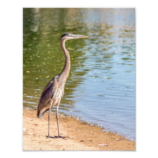 1884 - Grote blauwe reiger Foto Afdruk (Voorkant)
