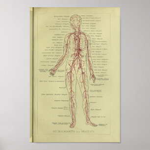 1886 anatomie van de menselijke arterie poster