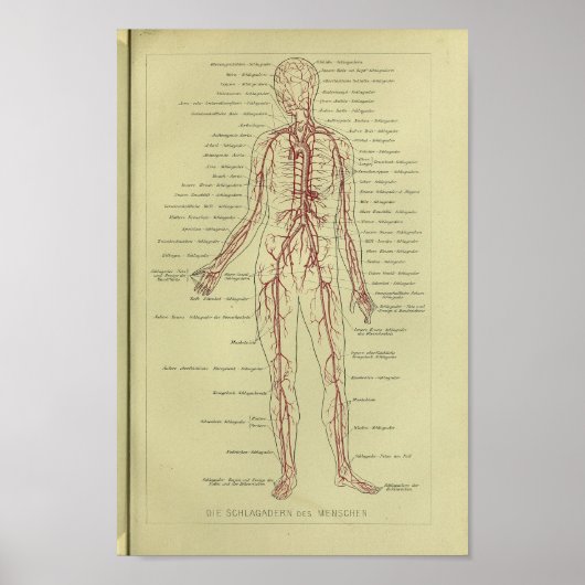 1886  anatomie van de menselijke arterie poster (Voorkant)