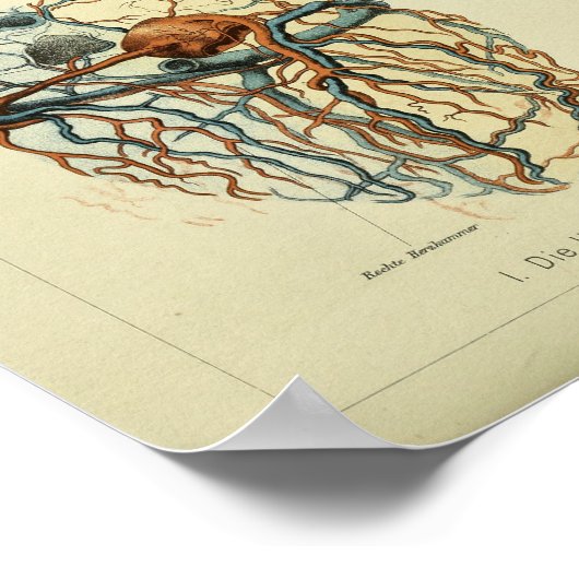 1886  anatomie van het menselijk hart poster (Hoek)