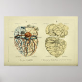 1886  anatomie van het menselijk hart poster (Voorkant)