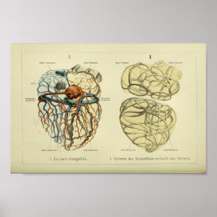 1886  anatomie van het menselijk hart poster
