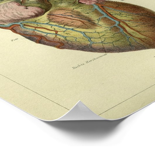 1886  anatomie van het menselijk hart poster (Hoek)