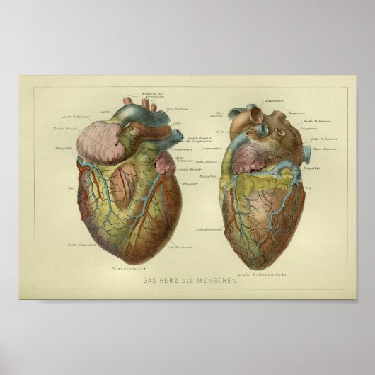 1886 anatomie van het menselijk hart poster (Voorkant)