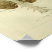 1886 humane hersenanatomie afdrukken poster (Hoek)