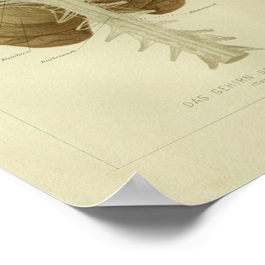 1886 humane hersenanatomie afdrukken poster (Hoek)