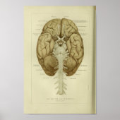 1886 humane hersenanatomie afdrukken poster (Voorkant)
