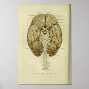 1886  humane hersenanatomie afdrukken poster