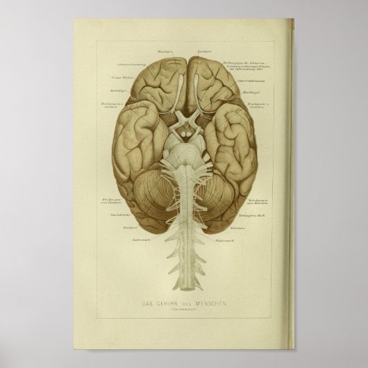 1886 humane hersenanatomie afdrukken poster (Voorkant)