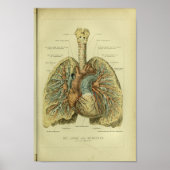 1886 humane Lungs-anatomie afdrukken Poster (Voorkant)