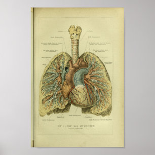 1886 humane Lungs-anatomie afdrukken Poster