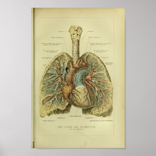 1886 humane Lungs-anatomie afdrukken Poster (Voorkant)