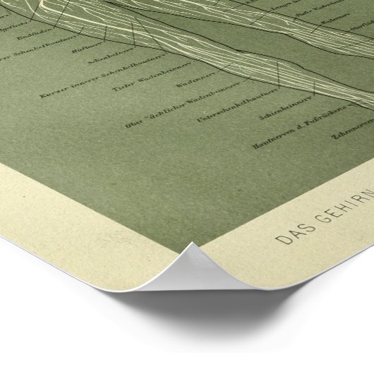 1886  menselijke zenuwen Anatomie Afdrukken Poster (Hoek)