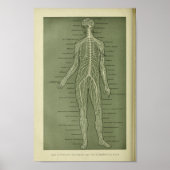 1886  menselijke zenuwen Anatomie Afdrukken Poster (Voorkant)
