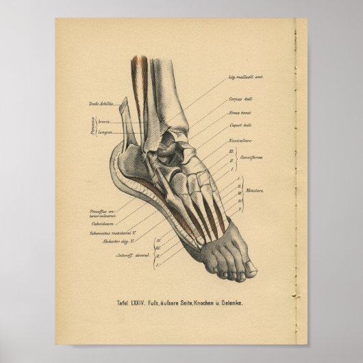 1888: Anatomy Print Ankle Foot (Voorkant)