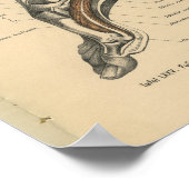  1888: Anatomy Print Ankle Foot (Hoek)