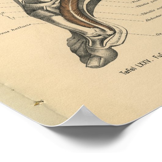 1888: Anatomy Print Ankle Foot (Hoek)