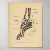 1888: Anatomy Print Ankle Foot (Voorkant)