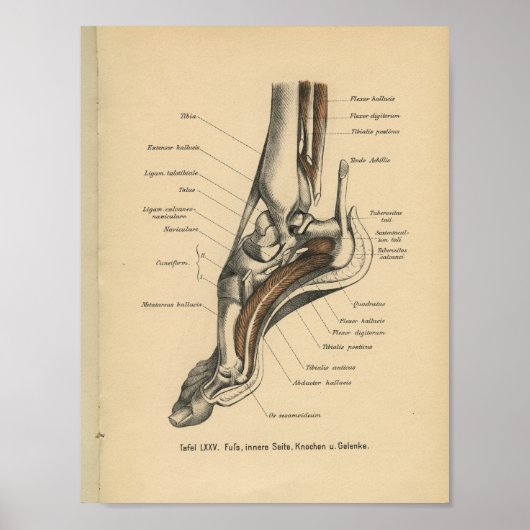  1888: Anatomy Print Ankle Foot (Voorkant)