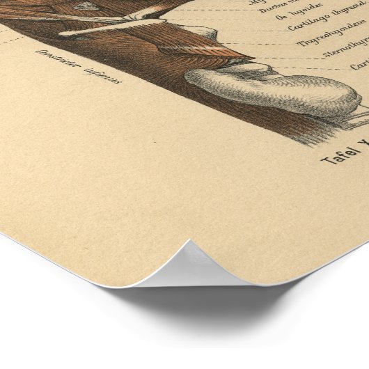 1888 Anatomy Print Neck Face Muscles (Hoek)