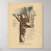 1888 Anatomy Print Neck Face Muscles (Voorkant)