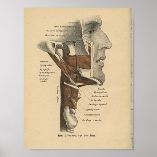  1888 Anatomy Print Neck Face Muscles (Voorkant)