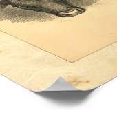 1888 Bull Print (Hoek)