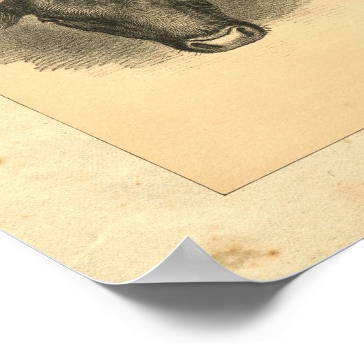 1888 Bull Print (Hoek)