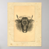 1888 Bull Print (Voorkant)