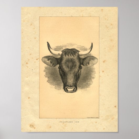 1888 Bull Print (Voorkant)