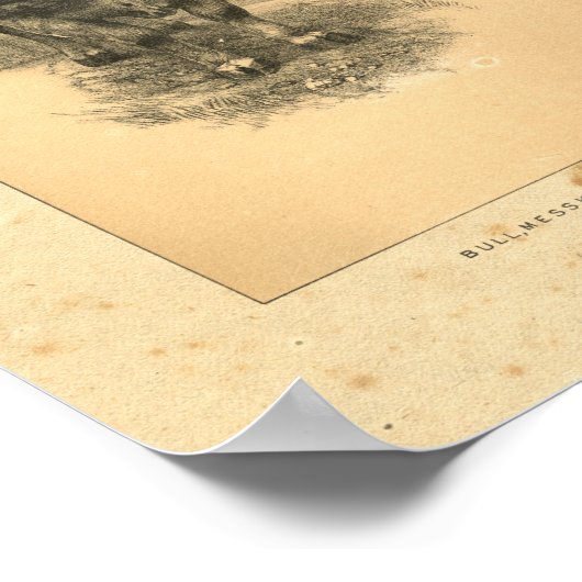  1888 Bull Print (Hoek)