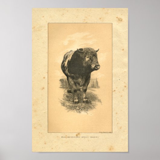 1888 Bull Print (Voorkant)