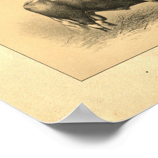  1888 Bull Print (Hoek)