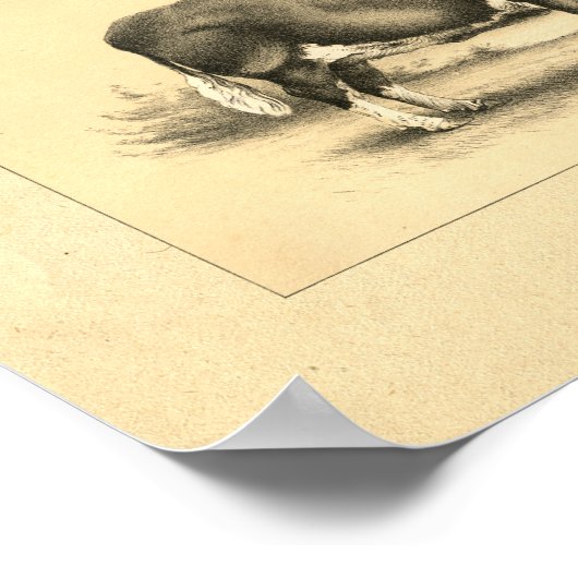  1888 Bull Print (Hoek)